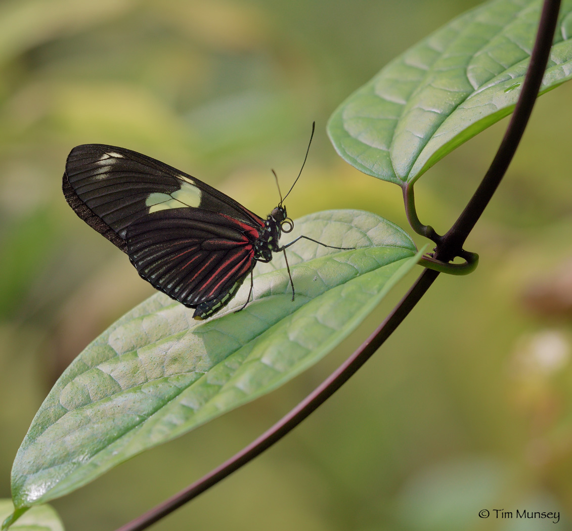 On Leaf